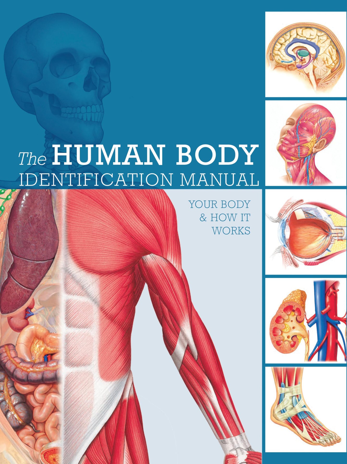 Human Body Identification Manual: Your body and how it works Ashwell, Professor Ken