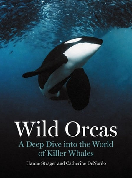 Wild Orcas: A Deep Dive Into the World of Killer Whales