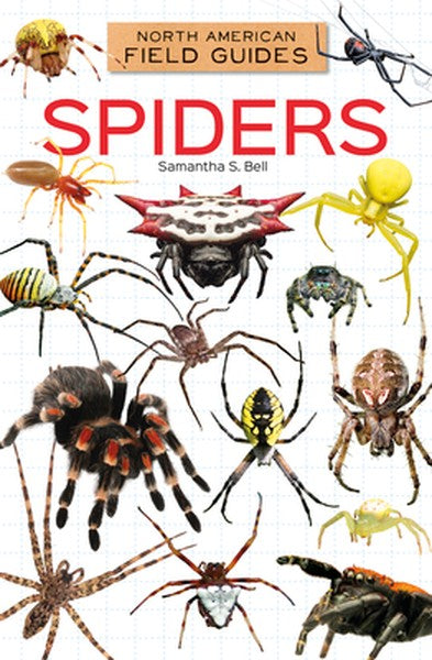Spiders