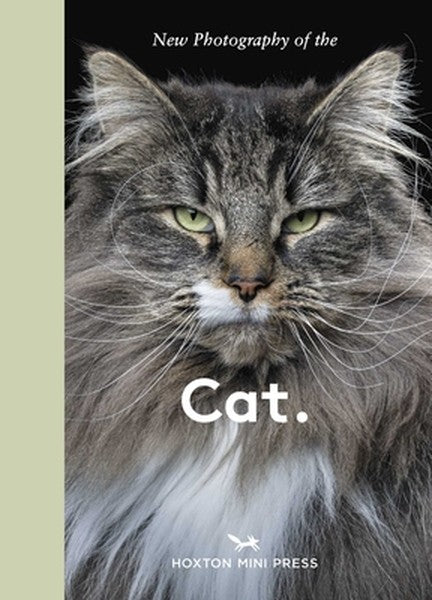 New Photography of the Cat.