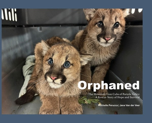 Orphaned: The Mountain Lion Cubs of Portola Valley: A Rescue Story of Hope and Survival